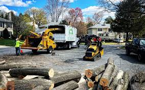 How Our Tree Care Process Works  in  Palmetto, GA