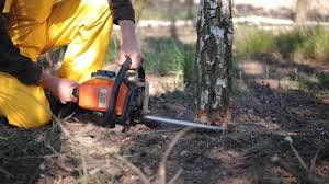 Best Storm Damage Tree Cleanup  in Palmetto, GA
