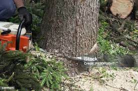 Best Root Management and Removal  in Palmetto, GA