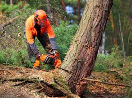 Best Soil Testing and Treatment  in Palmetto, GA