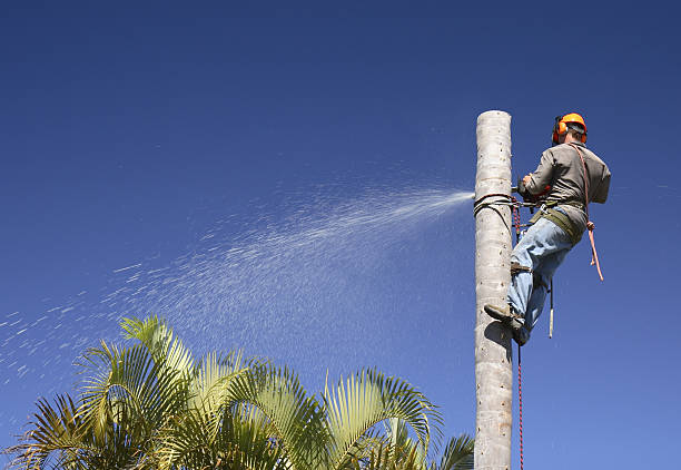 Best Root Management and Removal  in Palmetto, GA