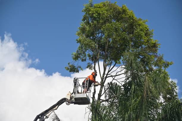 Best Fruit Tree Pruning  in Palmetto, GA
