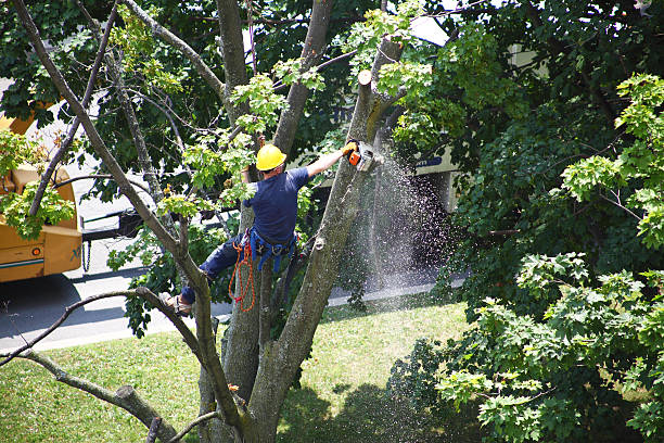 Best Hedge Trimming  in Palmetto, GA