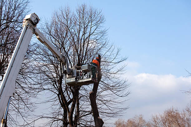 Best Tree Disease Treatment  in Palmetto, GA