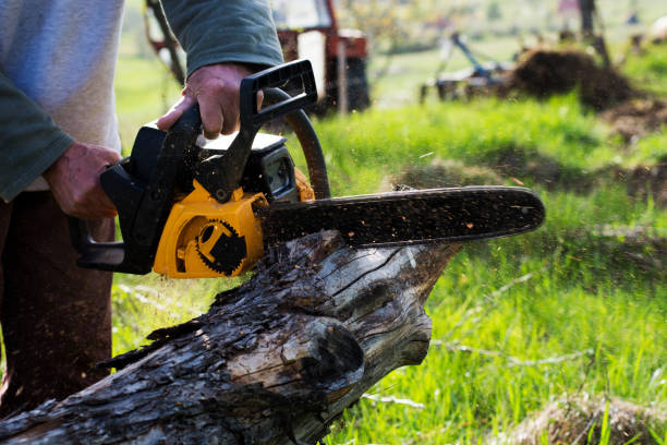 Best Pest Control for Lawns  in Palmetto, GA