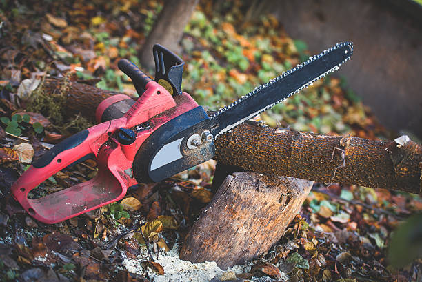 Best Tree Preservation Services  in Palmetto, GA