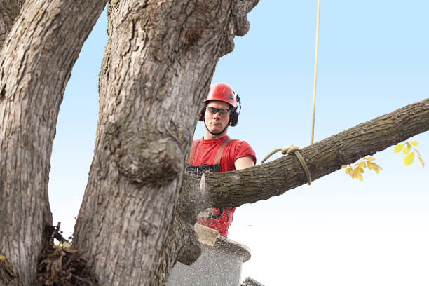 Reliable Palmetto, GA Tree Care Solutions